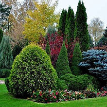 Хвойні рослини