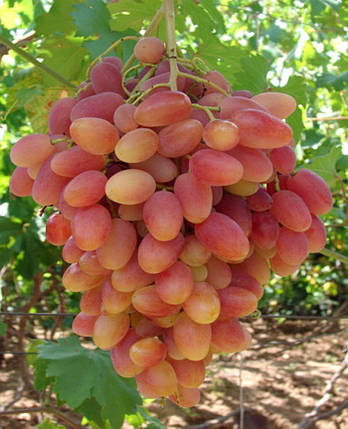 Саджанці винограду сорт Преображення, напівупакований, фото 2