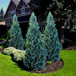 Кипарисовик Van Pelt's Blue (Лавсона Пелтс Блю) у контейнері, фото 3