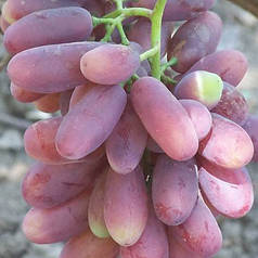 Саджанці винограду сорт Родзинка
