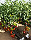 Насіння томату Аттія 73-667 (Attiya RZ) F1, 1000 насіння, фото 4