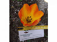 Тюльпан жёлто-красный ранний луковицы (10 шт)