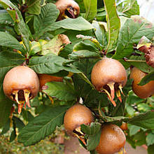 Мушмула Німецька