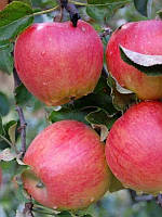 Саженцы яблони Прима