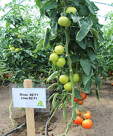 Насіння томату Лилос 73-490 (Lilos RZ) F1, 1000 насіння
