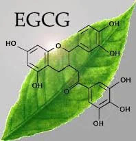 EGCg, зеленого чаю екстракт 90%, 400 мг, 60 капсул.