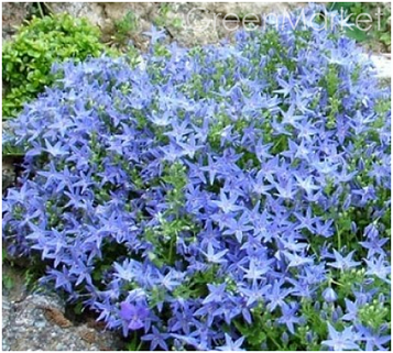 Дзвіночок Гарганський (контейнер 0,5л)