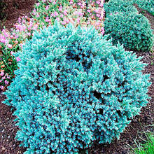 Ялівець Blue Star (Блю Стар) у контейнері 2 л