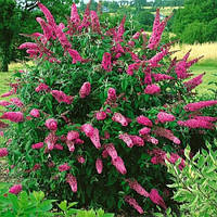 Будлея 34 Pink Delight, дерево метеликів (контейнер 0.5 л) саджанці