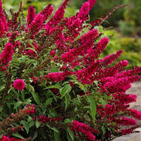 Будлея 34 Royal Red (контейнер 0.5 л) саджанці