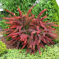 Барбарис Тунберга Golden Ring (контейнер 0.5 л) саджанці