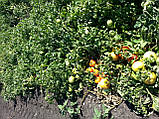 Насіння томату КАСТА ( ЗІРОК ) F1, 1000 насіння New!, фото 5