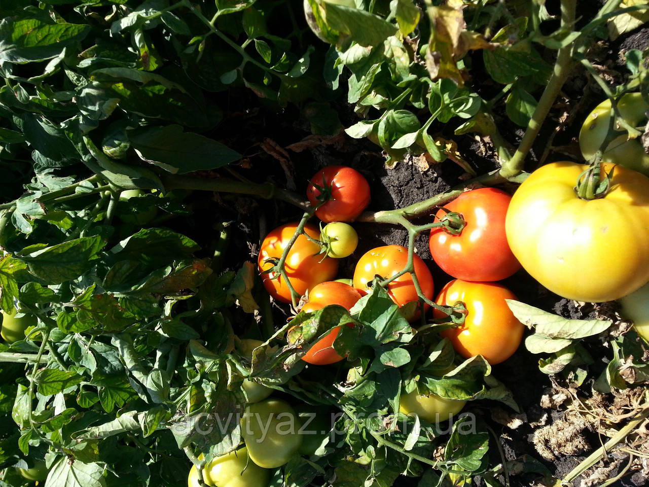 Насіння томату КАСТА ( ЗІРОК ) F1, 1000 насіння New!
