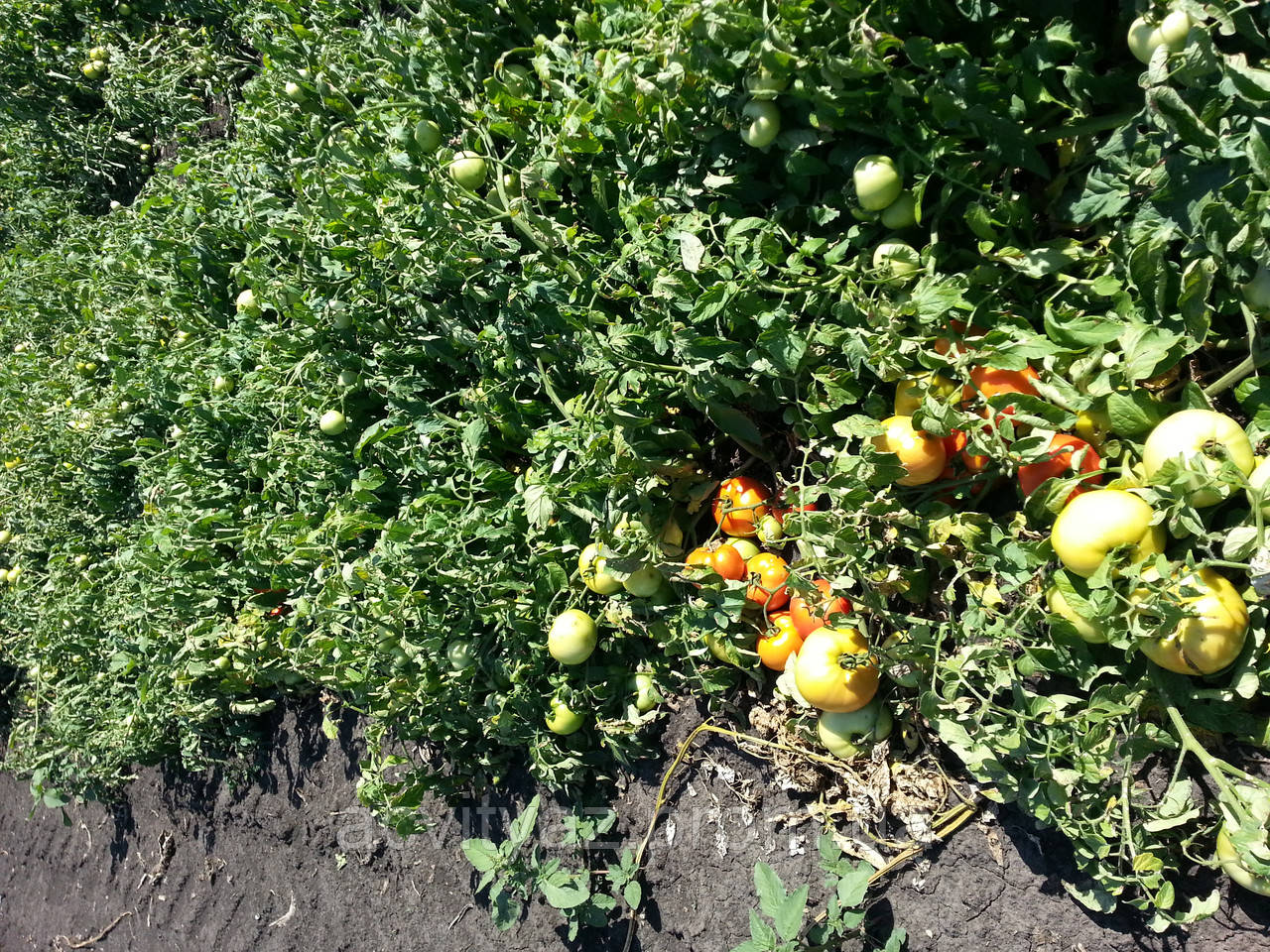Насіння томату КАСТА ( ЗІРОК ) F1, 5000 насіння New!