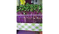 Семена редиса фиолетовая ножка Корал микрозелень