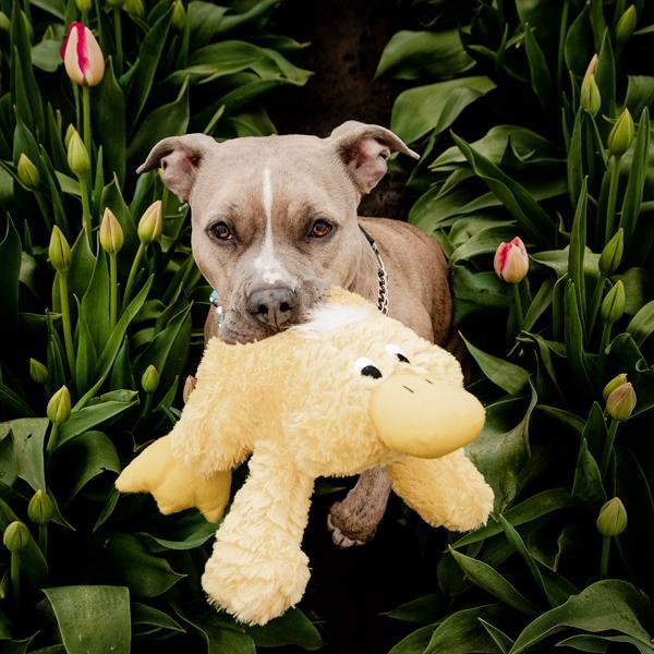 Patchwork dog clearance toys