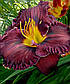 Лійник Purplelicious (72), фото 3