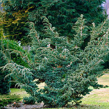 Ялівець Meyeri (Мейері)  у контейнері