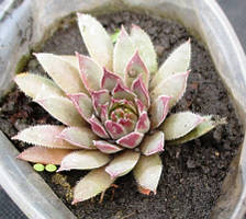 Молодило Фрост Фрей. Розетки в контейнерах Д5.