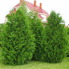 Туя Brabant (Брабант) у контейнері, фото 2