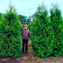 Туя Brabant (Брабант) у контейнері, фото 5