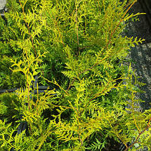 Туя Brabant (Брабант) у контейнері, фото 4