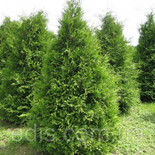 Туя Brabant (Брабант) у контейнері