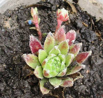 Молодило червонувате. Розетки в контейнерах Д5.