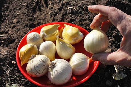 Озимий часник Рокамболь (Гібрид цибулю-часник) ОДНОЗУБКА 200г, фото 1