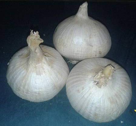 Озимий часник Рокамболь (Гібрид цибулю-часник) ОДНОЗУБКА 200г, фото 2