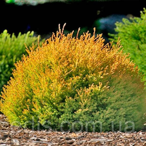 Туя Rheingold (Рейнголд) у контейнері