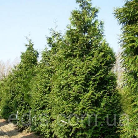 Туя Excelsa (Ексцелса) у контейнері, фото 1