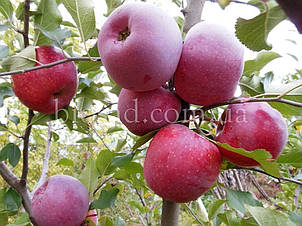 Яблуня Флоріна (Florina), фото 2