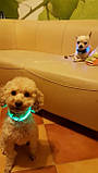 Нашийник з LED-підсвіткою зелений Pets Collar M, фото 2