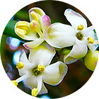 Зображення квітки крапель Баха №15 Holly (Гостролист) Зображення Holly
