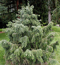 Ялина Бреверіана / С10 / h 50-70 / Picea Breweriana, фото 2