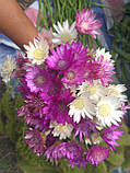 Квіти ксерантемума фіолетового, 20 шт із стеблом, h-20 cм, фото 6