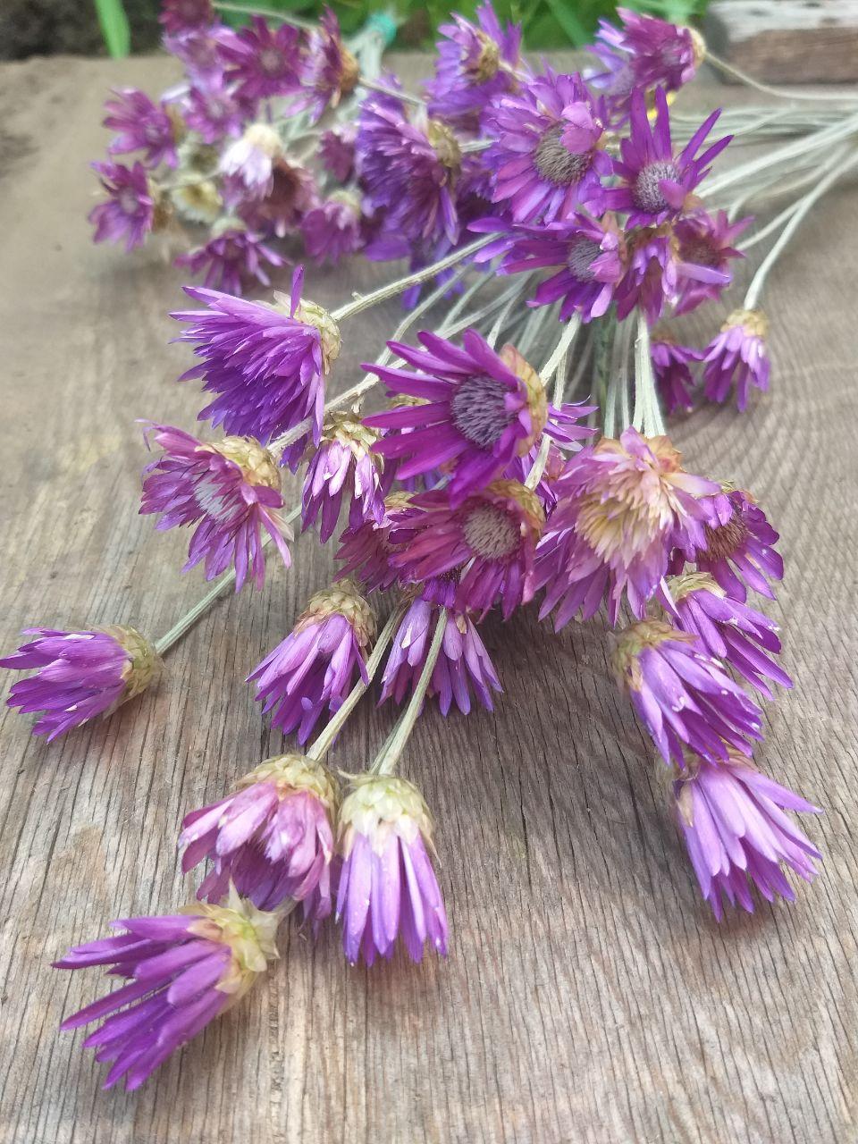 Квіти ксерантемума фіолетового, 20 шт із стеблом, h-20 cм