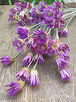 Цветы ксерантемума фиолетового, 20 веточек, h-20 см