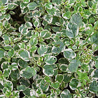 Саджанці Чебрецю (Тим'яна) Варігата (Variegata)