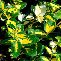 Бересклет Форчуна Санспот Р9