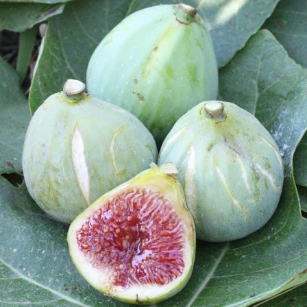 Саджанці інжиру Король пустелі (Дезерт Кінг, Desert King) - великоплідний, самоплідний, солодкий, фото 1