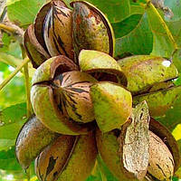 Саджанці горіха пекана Мис Страх (Cape Fear) 3-х річний - самоплідний, зимостійкий, невибагливий