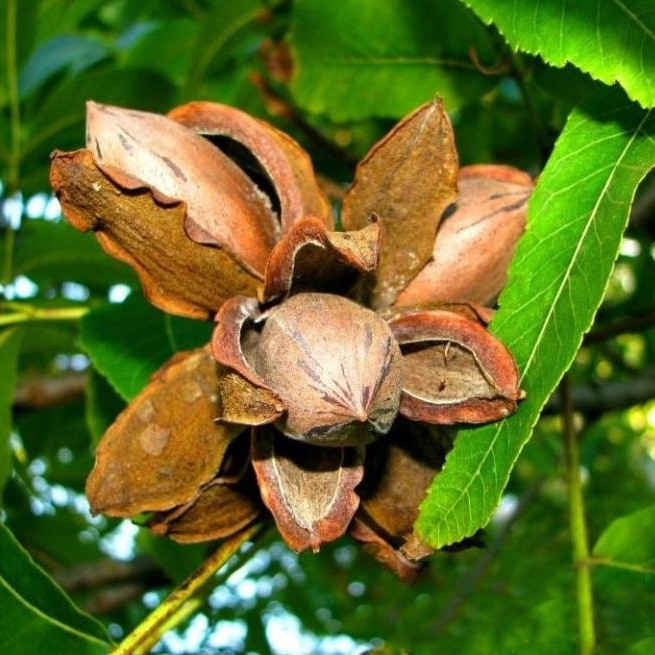 Саджанці горіха пекана Вейхіта (Weihita) 3-х річний - самоплідний, зимостійкий, маслянистий
