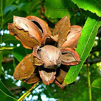 Саджанці горіха пекана Вейхіта (Weihita) 3-х річний - самоплідний, зимостійкий, маслянистий