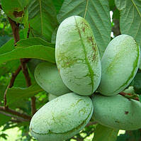 Саджанці Азіміна трилоба Пау Пау (Pau pau) (бананове дерево) - двудомна, морозостійка, крупноплідна