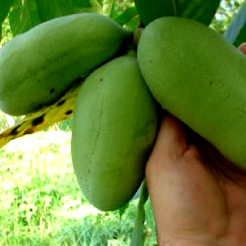 Саджанці Азіміна трилоба Пау Пау (Pau pau) (бананове дерево) - двудомна, морозостійка, крупноплідна Р9 (ПКС) - фото 2 - id-p1235744796