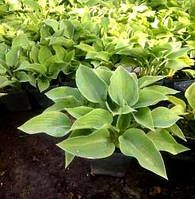 Саджанці Хости карликової (Hosta Dwarf)