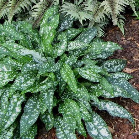 Саджанці Медуниці цукрової Леопард (Pulmonaria saccharata 'Леопард')