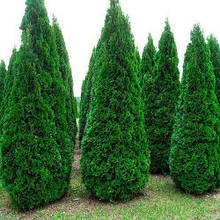 Туя західна Холмструп / h 30-40 / Thuja occidentalis Holmstrup